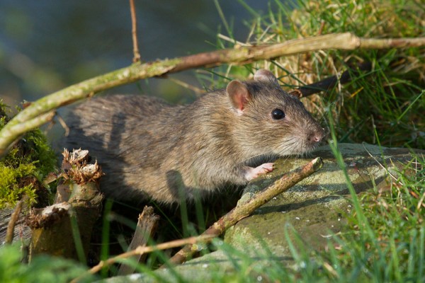 rat