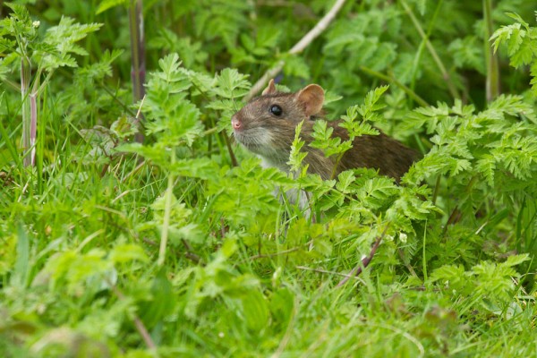 Brown rat in undergrowth