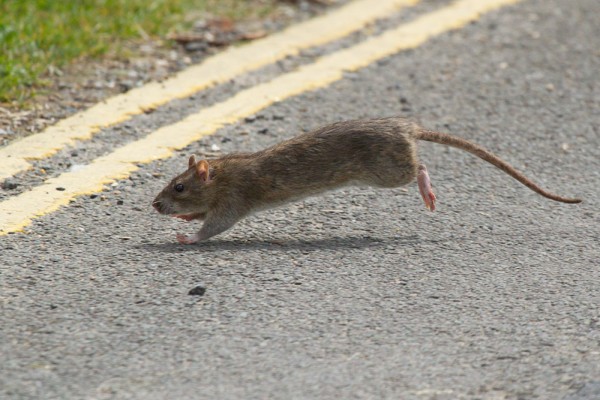 rat crossing road