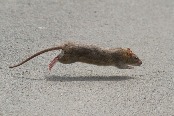 rat crossing road