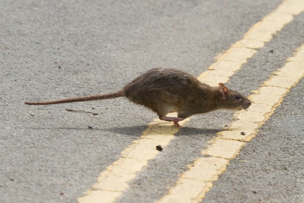 rat crossing road