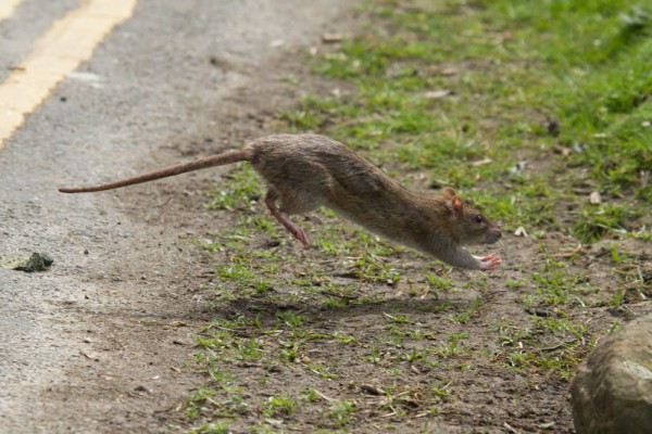 rat crossing road