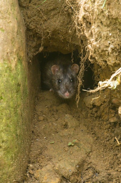 Rat emerging from tunnel