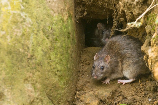 Rat emerging from tunnel
