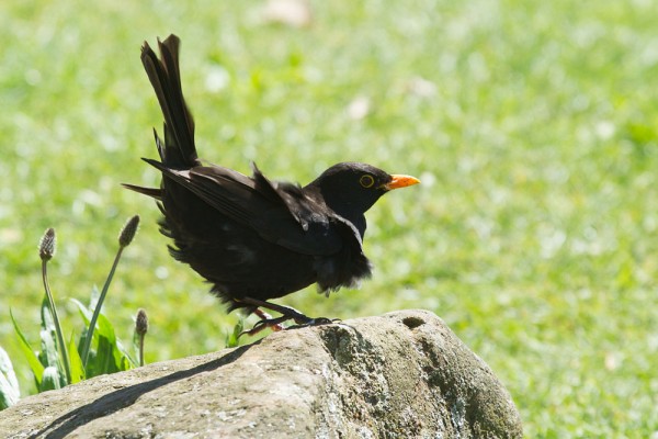 Blackbird 