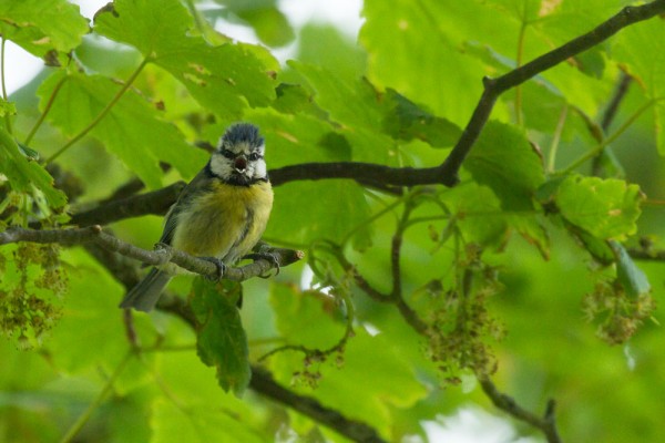 Blue tit (adult)