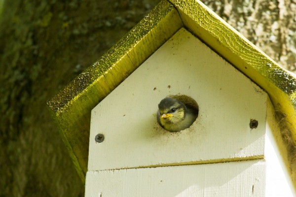 Baby blue tit in nest box