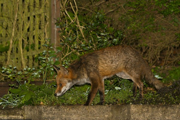fox