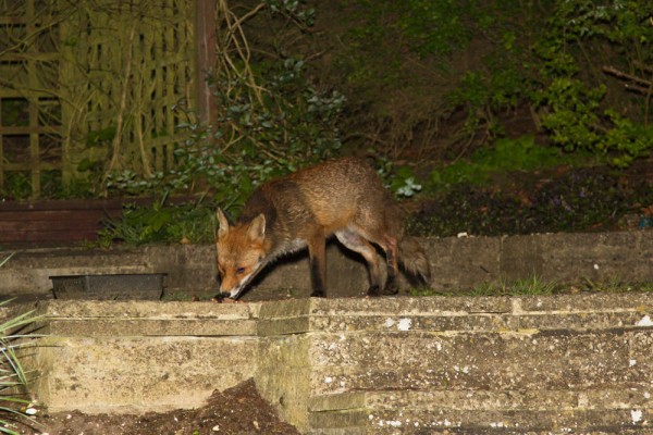fox
