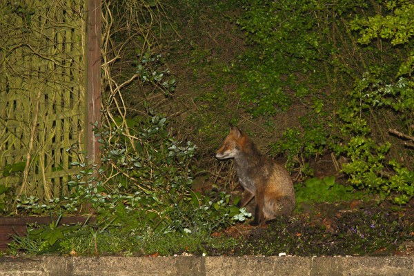fox