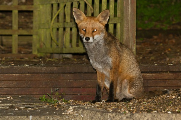 fox