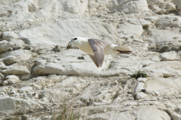 fulmar at Rottigndean
