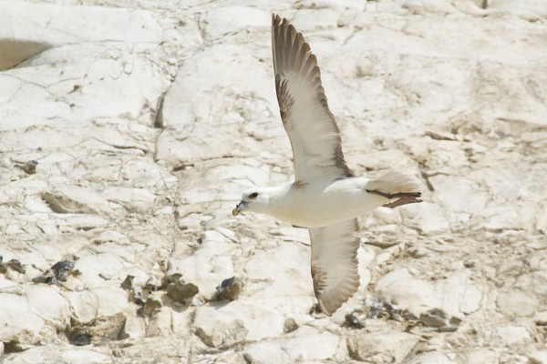fulmar at Rottigndean