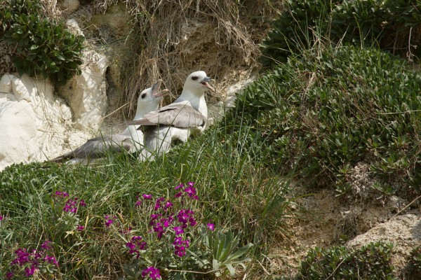 fulmars nesting at Rottigndean