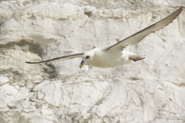 fulmar at Rottigndean