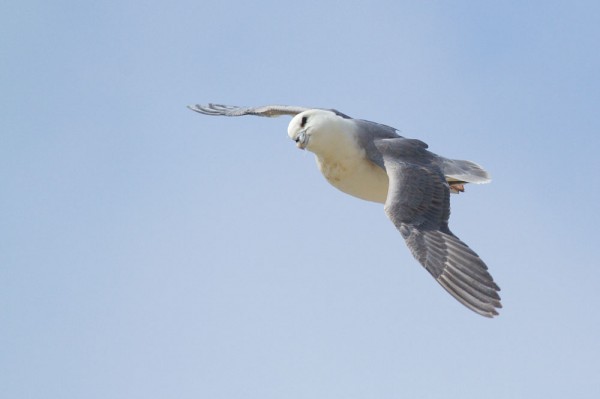 fulmar at Rottigndean