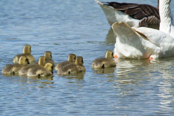 greylag goslings