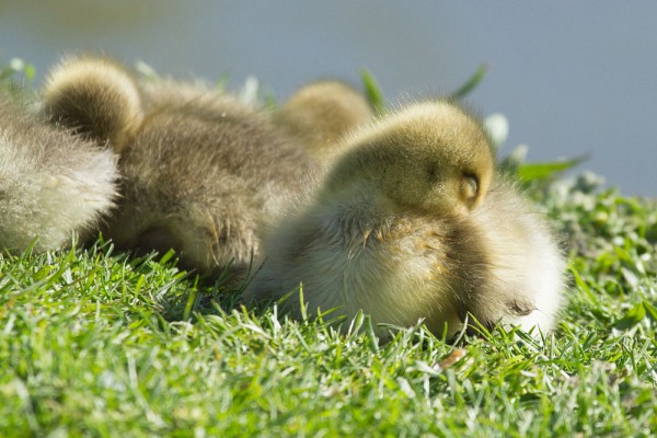 greylag goslings