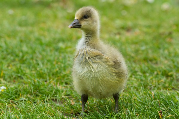 gosling