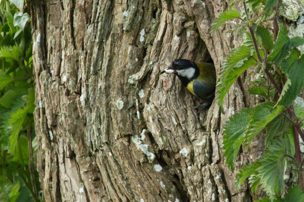 Great tit leaving nesting hole in tree