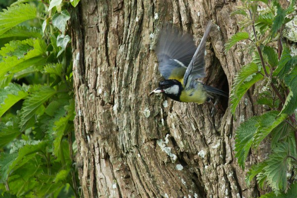 Great tit leaving nesting hole in tree