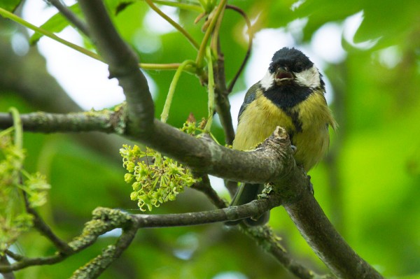 Fledgling great tit