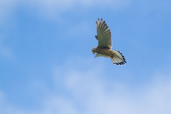kestrel