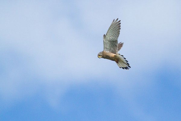 kestrel