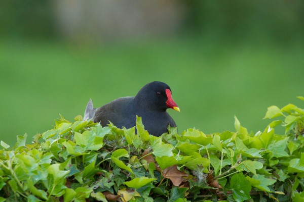 moorhen on wall