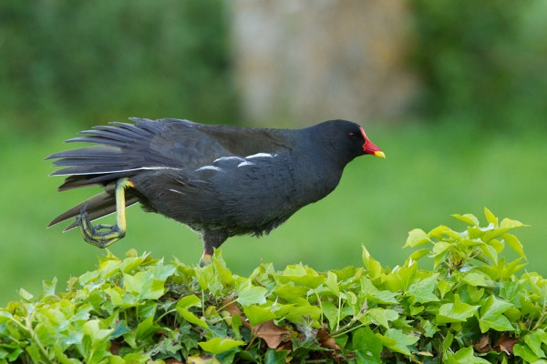 moorhen on wall