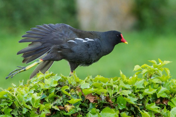 moorhen on wall