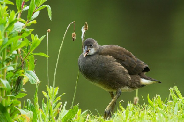 Juvenile moorhen
