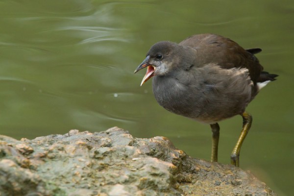 Juvenile moorhen