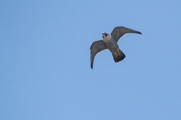 Peregrine falcon over West Street, Brighton