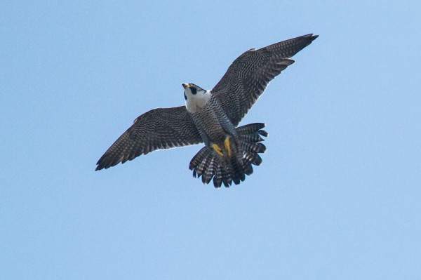 Peregrine falcon over West Street, Brighton