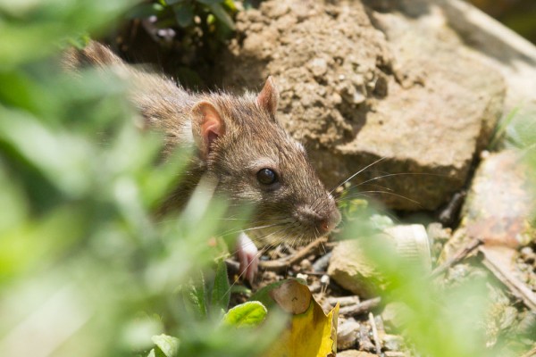rat