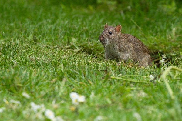 rat