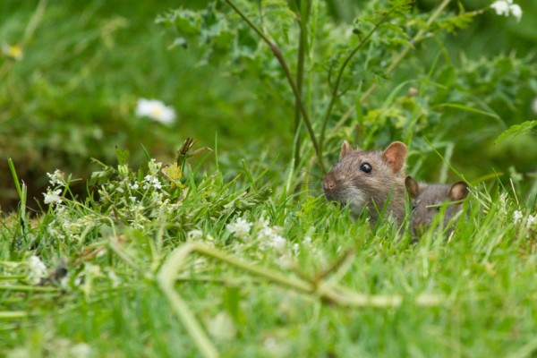 rat