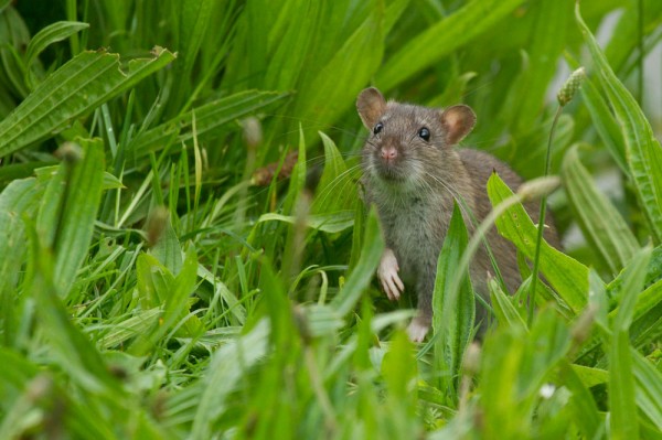 rat