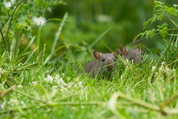 Baby rats