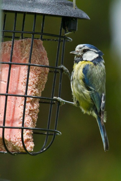 Blue Tit