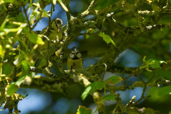 blue tit fledgling