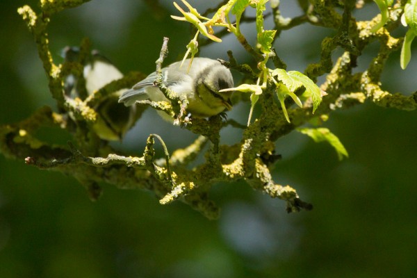 blue tit fledgling