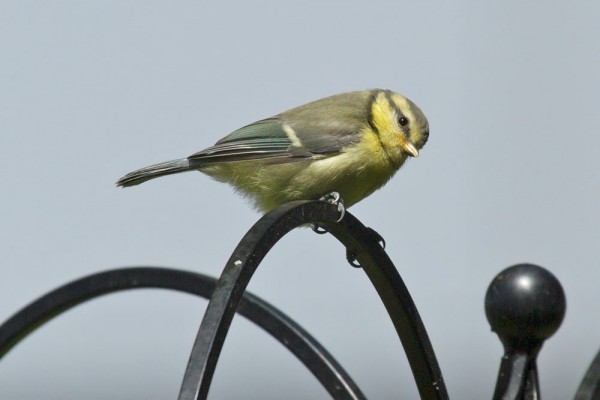 blue tit fledgling