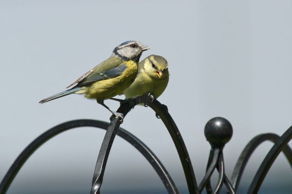 blue tit fledgling