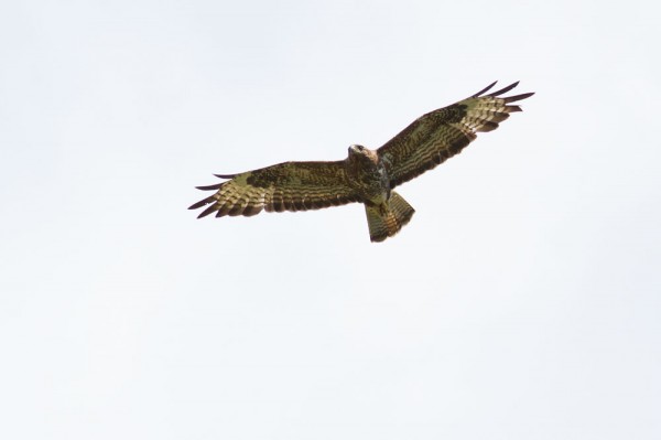buzzard