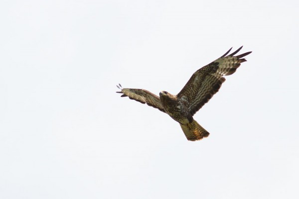 buzzard