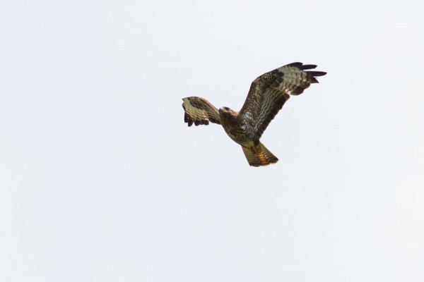 buzzard
