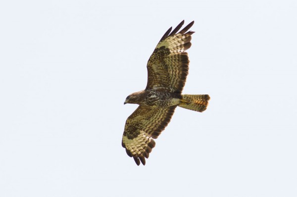 buzzard