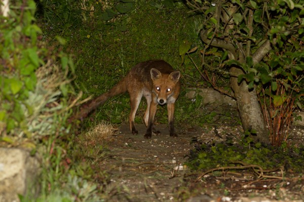 fox